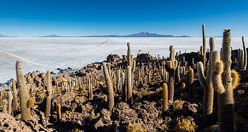 500px-Isla_del_Pescado%2C_Salar_de_Uyuni%2C_Bolivia%2C_2016-02-04%2C_DD_42.JPG